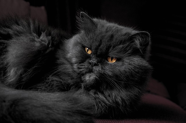Amerikan bobtail