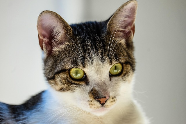 Chartreux