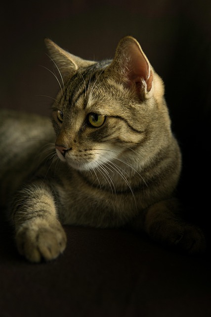 Devon rex