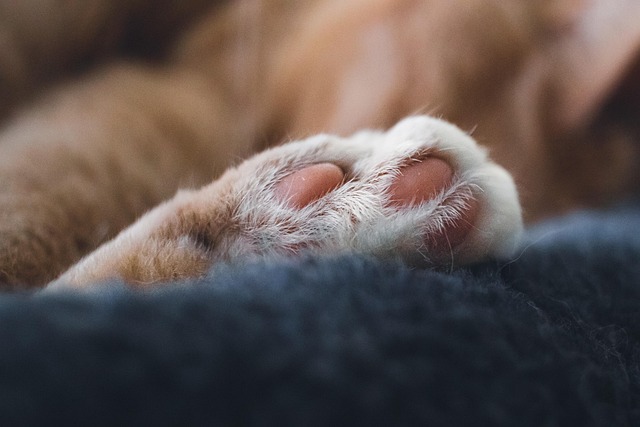 Ocicat